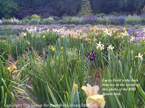 Iris Lucky Devil (spuria)